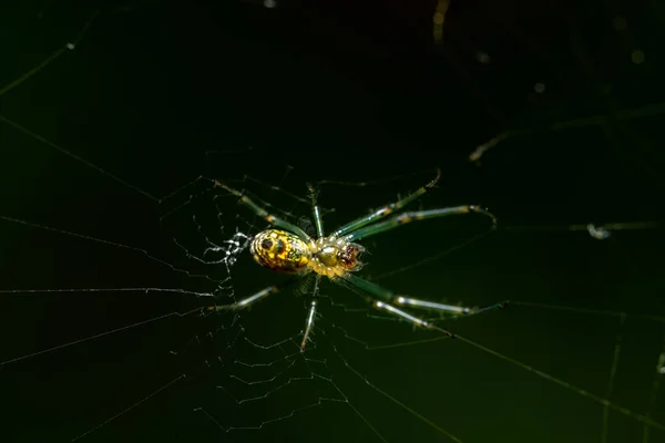 Een Macro Shot Van Een Spin Een Web — Stockfoto