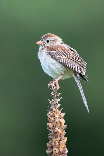 Small Sparrow Songbird Sitting Weed — Stockfoto