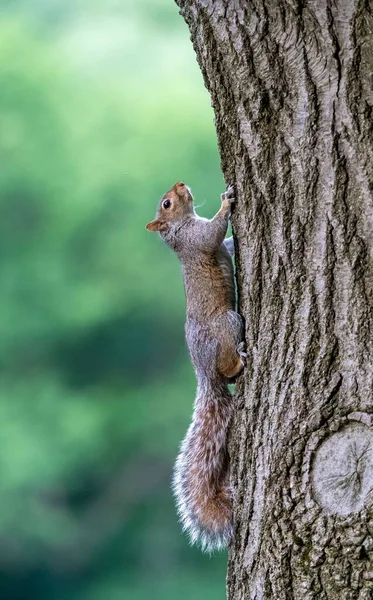 Squirrel Climbing Side Tree — Stockfoto