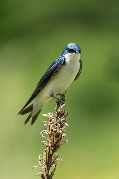Tree Swallow Perched Weed Field — Stockfoto