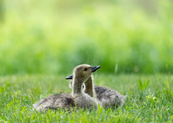 Two Canada Goose Goslings Lying Grass Rain – stockfoto