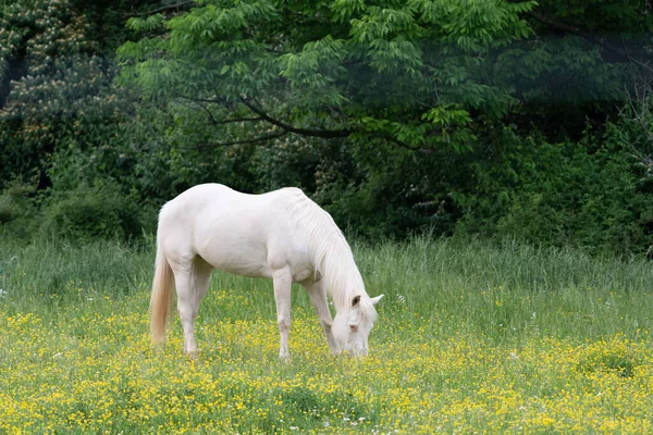 White Horse Grazing Pasture Yellow Flowers — 图库照片
