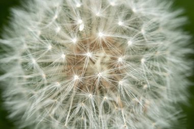 Bir karahindiba tohumu kafasının yakın plan makro çekimi..