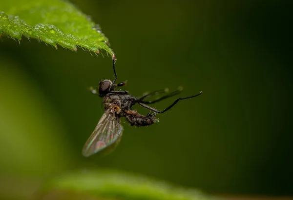 Eine Fliege Die Einer Klebrigen Stelle Auf Einem Blatt Gefangen — Stockfoto