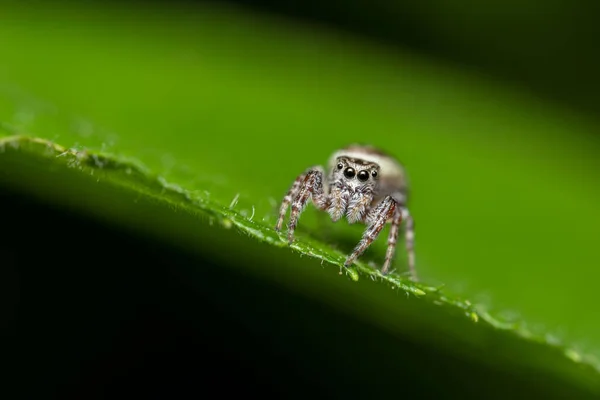 Μια Αράχνη Που Χοροπηδάει Ένα Πράσινο Φύλλο Στην Ύπαιθρο — Φωτογραφία Αρχείου