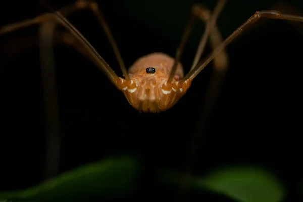 Bahçe Örümceğinin Kafasının Makro Görüntüsü — Stok fotoğraf