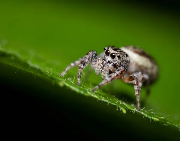 Uma Aranha Saltitante Uma Folha Verde Livre — Fotografia de Stock