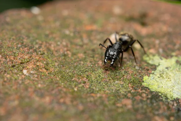 Makroaufnahme Einer Ameise Auf Einem Stein — Stockfoto