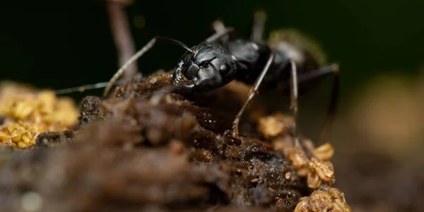Makroaufnahme Einer Ameise Auf Einem Stein — Stockfoto