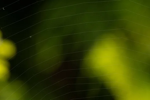 Uma Teia Aranha Contra Fundo Verde Preto — Fotografia de Stock