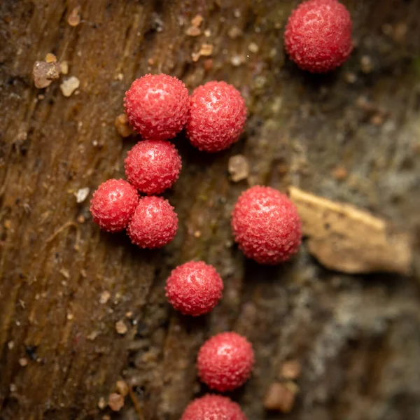 Algumas Pequenas Bolas Vermelhas Fungo Log Podre — Fotografia de Stock