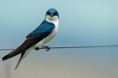 Ağızında bir böcek olan bir ağaç kırlangıcı bir tele tünemiş..