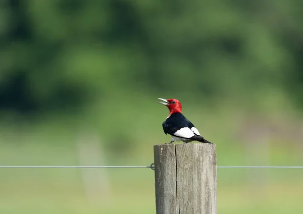 一个红头啄木鸟坐在栅栏柱子上 — 图库照片