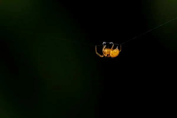 Μια Μικροσκοπική Κίτρινη Αράχνη Έναν Ιστό Στο Δάσος — Φωτογραφία Αρχείου