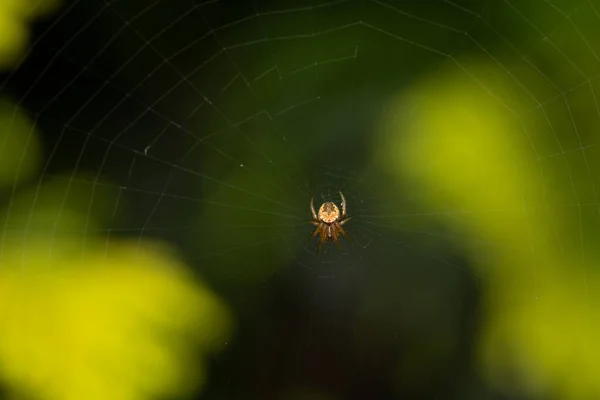 Uma Aranha Sentada Sua Teia Floresta — Fotografia de Stock