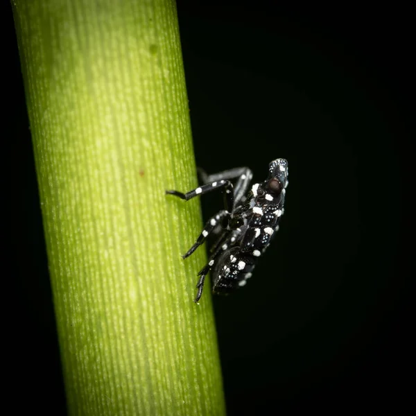 Liten Prickig Lykta Flyger Makro Skott — Stockfoto