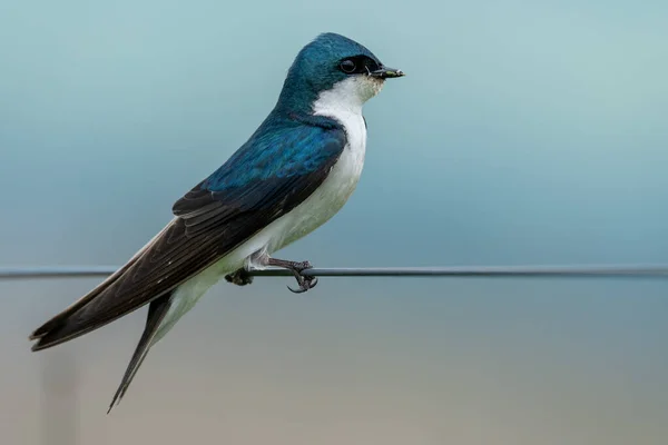 Tree Swallow Insect Its Mouth Perched Wire — Stock Photo, Image