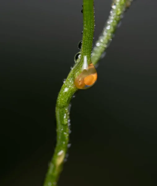 Water Droplet Egg Stem Grass — Stock Photo, Image