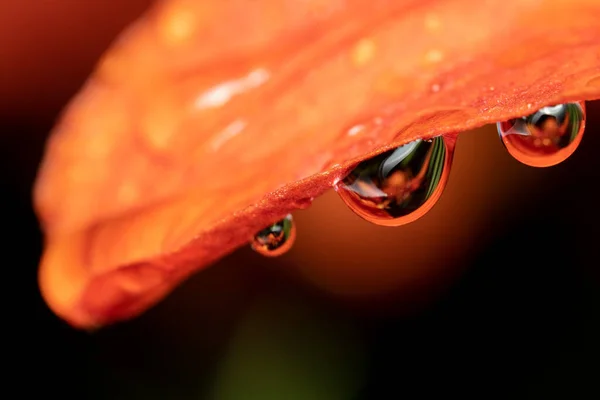 Unas Gotitas Agua Sobre Pétalo Flor Naranja —  Fotos de Stock