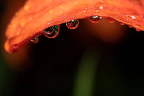 Капли Воды Лепестке Оранжевого Цветка — стоковое фото