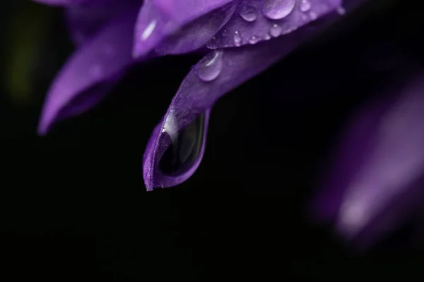 Капля Воды Фиолетовом Лепестке Цветка Черном Фоне — стоковое фото