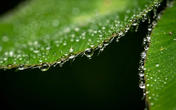 A bunch of water droplets on the edge of a leaf.