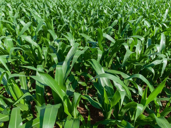 Вид Зелені Кукурудзяні Рослини Полі — стокове фото