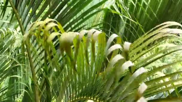 Palmenwedel Wehen Der Frischen Brise — Stockvideo