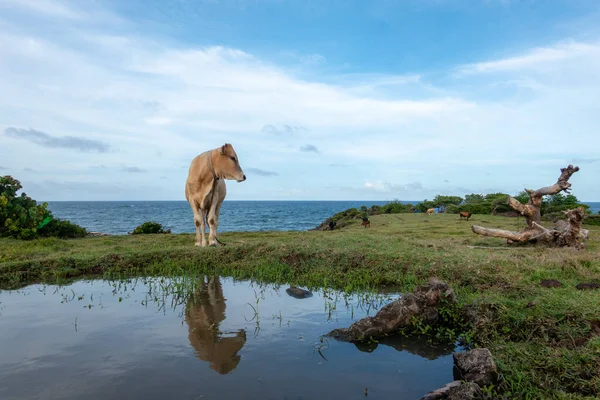 夕方の光の中で海のそばの牧草地に縛られた牛 — ストック写真