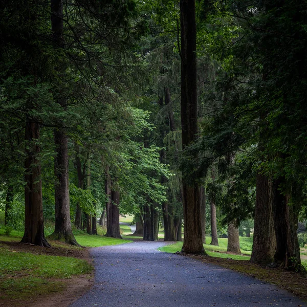 Une Route Pavée Bordée Arbres Par Une Journée Nuageuse Été — Photo