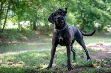 Kafası eğik, meraklı, siyah bir laboratuvar..