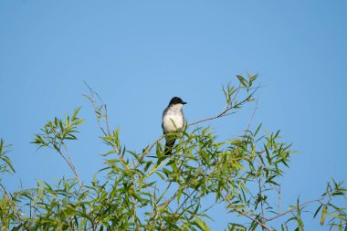 Ağacın tepesindeki bir dala tünemiş bir kral kuşu..