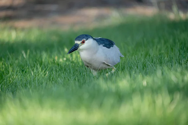 Ein Schwarzgekrönter Nachtreiher Spaziert Grünen Gras — Stockfoto