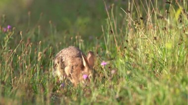 Sıcak bir yaz sabahı çayırda otlayan vahşi bir tavşan..