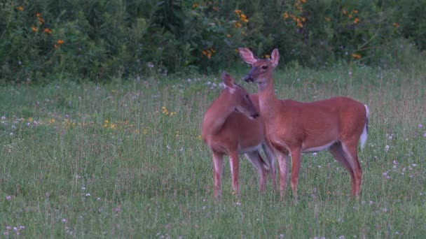 两只鹿正处于警戒状态 但却在户外的草地上吃草 — 图库视频影像