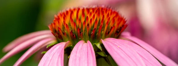 An Abstract Macro Cone Flower Background Panorama.