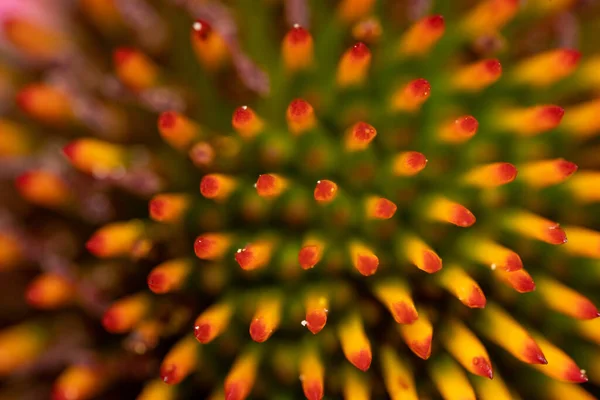 Plano Fondo Abstracto Flor Cono Macro Con Enfoque Selectivo — Foto de Stock