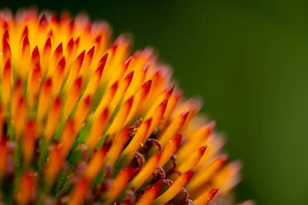 Shot Abstract Macro Cone Flower Background Selective Focus — Stock Photo, Image