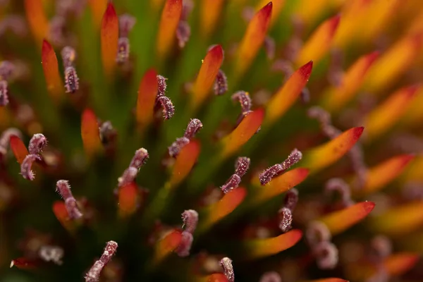 Shot Abstract Macro Cone Flower Background Selective Focus — Stock Photo, Image