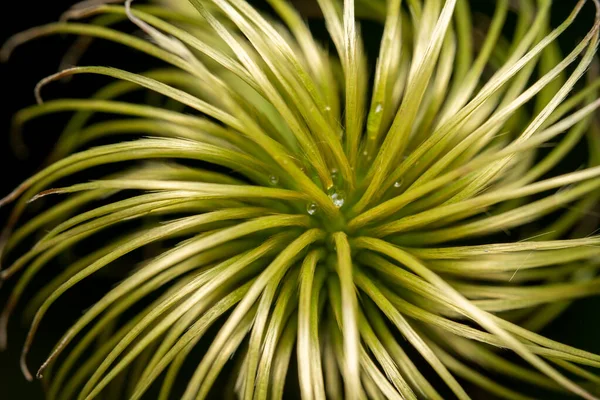 Plan Macro Quelques Gouttes Rosée Sur Boule Poilue Après Que — Photo