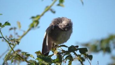 Sabahları tüylerini diken diken eden kuzeyli bir alaycı kuş bir ağacın küçük bir dalında otururken.