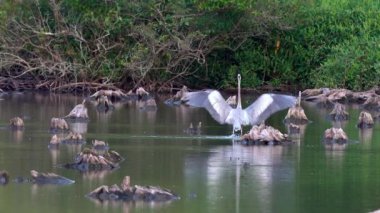 Büyük mavi balıkçıl çok büyük bir balığı yedikten sonra dans eder..
