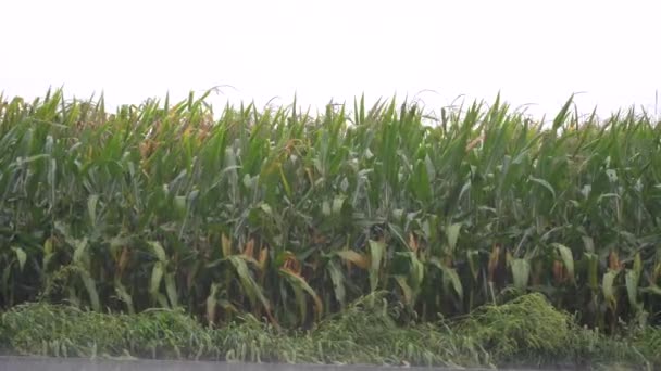 Ветры Дождь Тропического Шторма Урагана Дующего Кукурузу Поле — стоковое видео