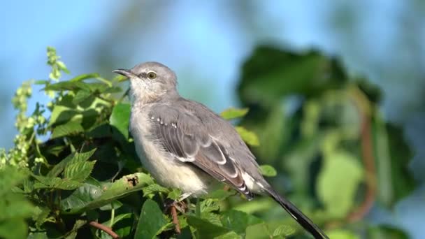 木の小さな枝に座っている間 それは午前中に羽をプレイング北部のモッキンバード — ストック動画