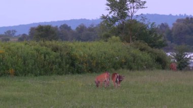 Akkuyruklu geyik, akşam vakti çimenli bir tarlada besleniyor..
