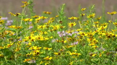 Bir parça papatya, aster, müttefik ve diğer kır çiçekleri rüzgarda esen çimenli bir tarlada uçuşan arılarla birlikte..