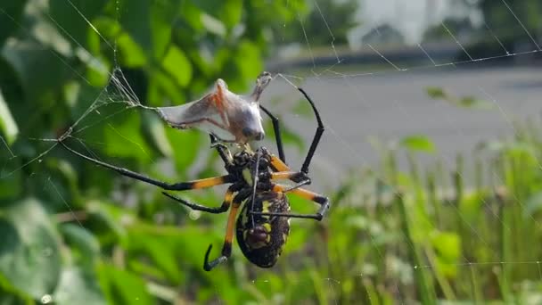 Sarı Bahçe Örümceği Ağıyla Yakaladığı Arıyı Sarıyordu — Stok video