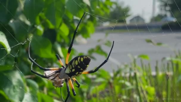 一只黄色的花园蜘蛛把蜜蜂缠绕在它的网中 — 图库视频影像