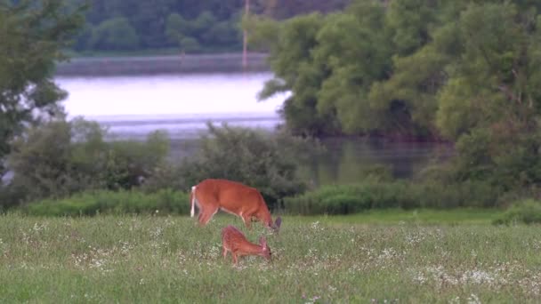 Veado Cauda Branca Fawn Alimentação Campo Gramado Final Noite Luz — Vídeo de Stock