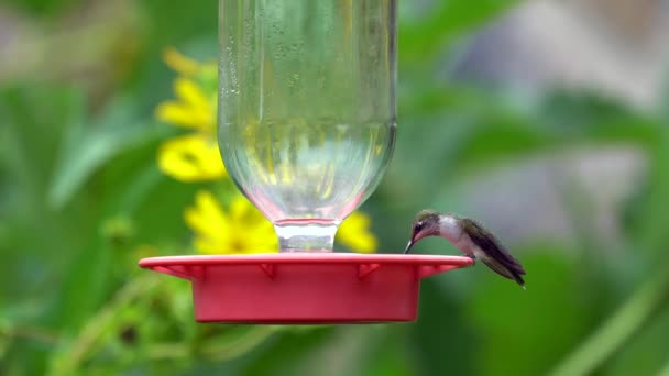 Гудящая Птица Пьющая Сахарной Воды — стоковое видео